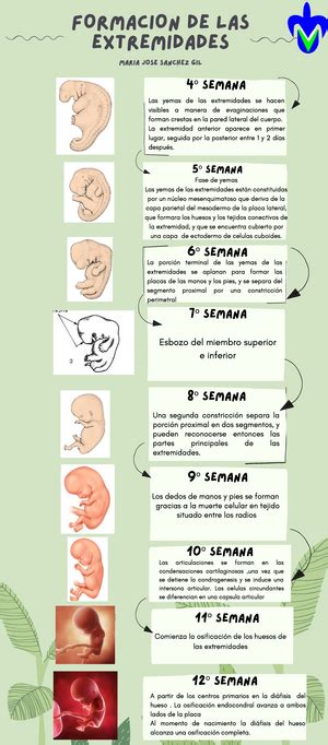 Infograf A Osteogenesis Imperfecta Al Ser Esta Enfermedad Un Problema