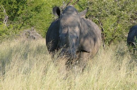 White Rhino The Biggest Animals Kingdom