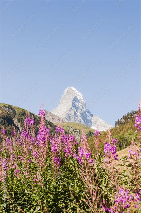 Zermatt Furi Wallis Matterhorn Wanderweg Alpen Bergblumen Zmutt