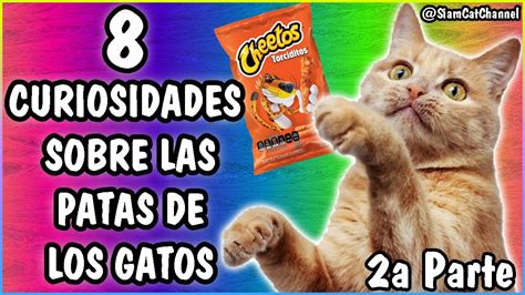 8 CURIOSIDADES SOBRE LAS PATAS DE LOS GATOS 2a Parte