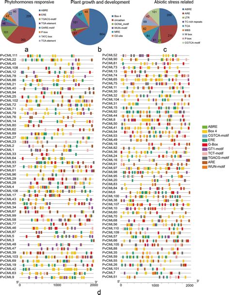 Cis Elements In The Promoter Regions Of Pvcmls A The Number