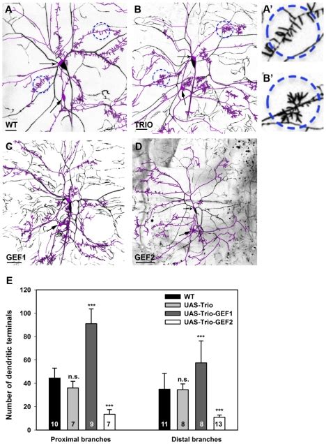 AD Live Confocal Images Of Class III And IV Dorsal Cluster Da