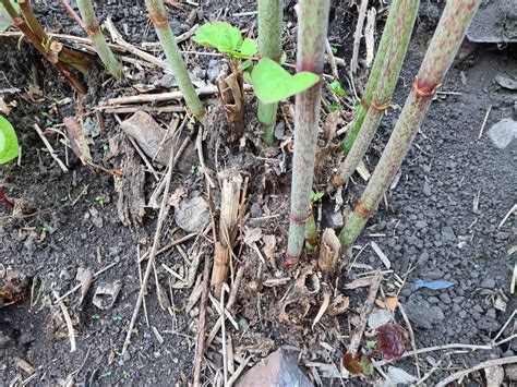 🏡 Japanese Knotweed Removal DIY done right