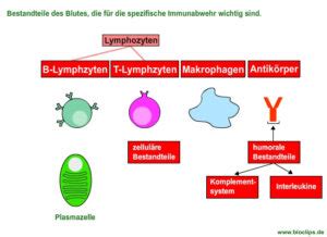 Strukturen Des Immunsystems Krieg Der Zellen Bioclips De