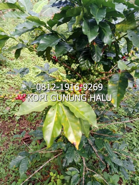 Kebun Kopi Gunung Halu Kopi Gunung Halu