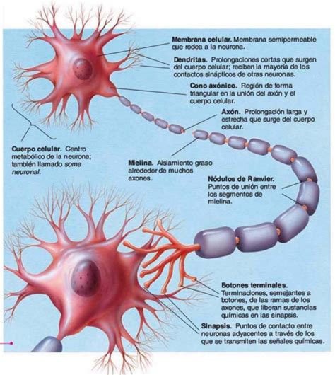 3 AnatomÍa De La Neurona