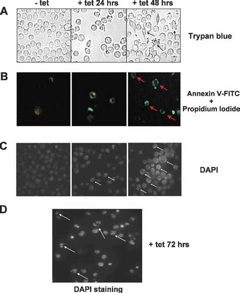 ASF SF2 Depletion Induces Apoptotic Morphological Changes A C