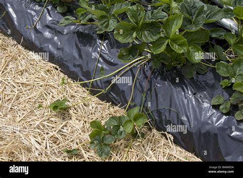 strawberry plant runners Stock Photo - Alamy