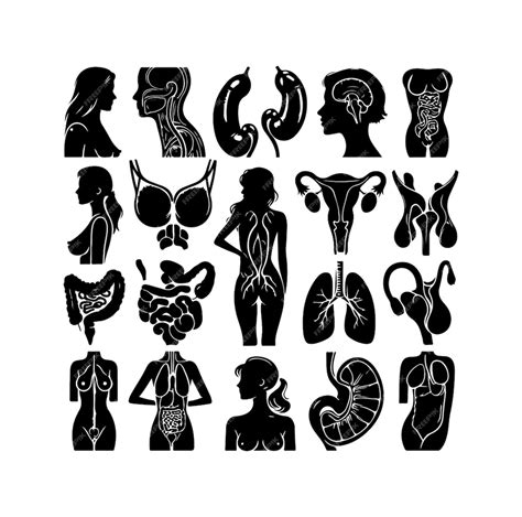 Premium Vector Human Organ Collection Silhouette Internal Isolated