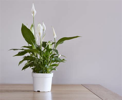 Shane Tinker Enterprises Spathiphyllum Sorrento Fl