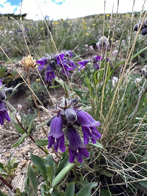 2023 Wildflower Checklist — Independence Pass Foundation