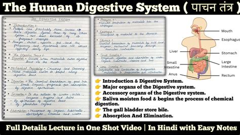 Human Digestive System पचन ततर How digestive system works