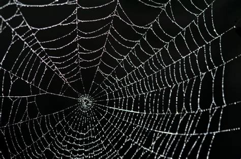 🔥 67 Spider Web Backgrounds Wallpapersafari