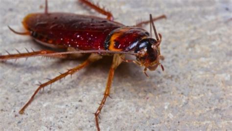 2024 Guide For Nighttime Pest Control Can Cockroaches See In The Dark And Avoid Light Dear