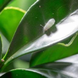 Common Indoor Plant Pests Identification And Management The Indoor