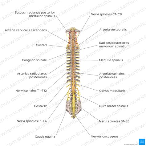 Rückenmark Aufbau Bahnen Spinalnerven Kenhub