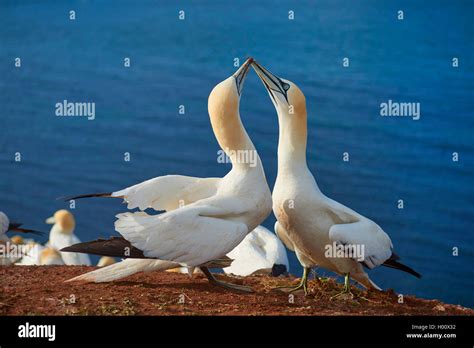 Northern Gannet Sula Bassana Morus Bassanus Couple Greets Germany