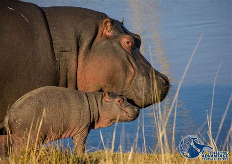 Hippo And Croc Boat Cruise St Lucia Tours And Charters