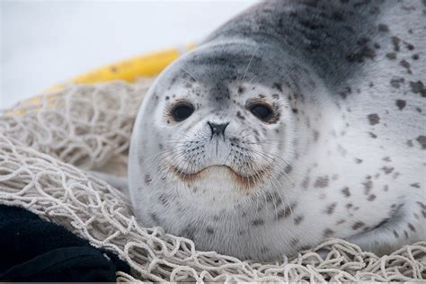 Spotted Seal | NOAA Fisheries