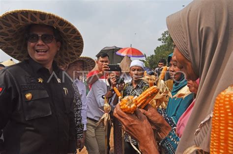 Peningkatan Produksi Jagung Nasional Antara Foto