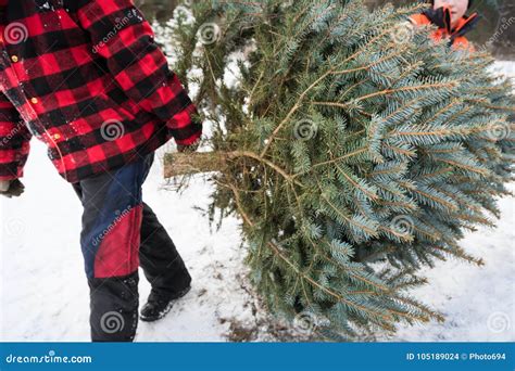 Christmas Tree Cutting Editorial Stock Image Image Of Festive 105189024