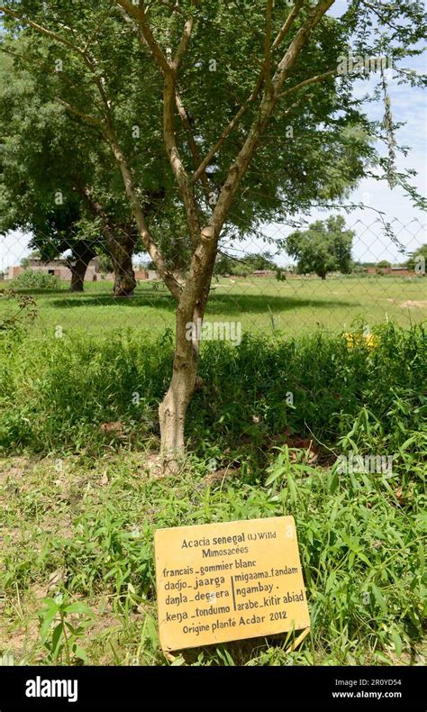 Sahel Flora Hi Res Stock Photography And Images Alamy