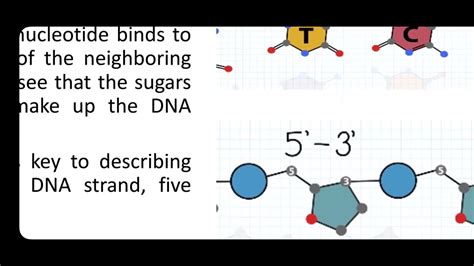 Part 1 Lecture 1 The Structure Of Dna Youtube