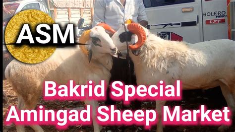 Episode 85 Bakrid Special Sheep Market Amingad Market Bagalkot