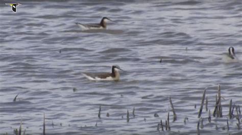 Wilson S Phalarope Bird Academy The Cornell LabBird Academy The