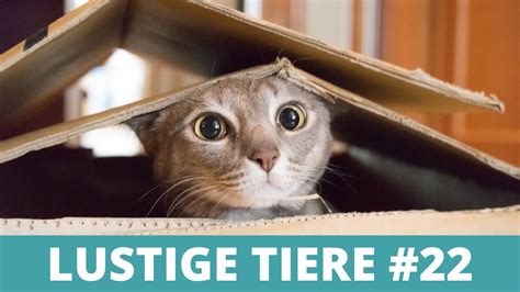 Lustige Tiere Witzige Tiervideos Lustige Tiere Compilation 22 Youtube