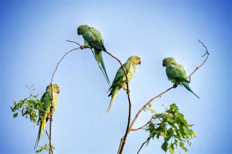 Papagaios Sentados Em Um Galho Folhas Verdes Foto Premium