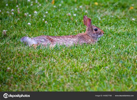 Coniglio Selvatico Dalla Coda Cotone Orientale Sylvilagus Floridanus