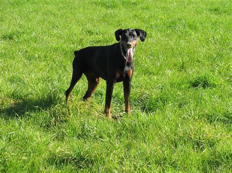 Dog Doberman - Free photo on Pixabay