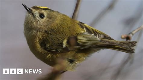 Scotland's woodland bird numbers recover after Beast from the East