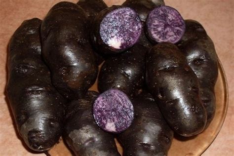Черный картофель: описание сортов, характеристика и выращивание с фото