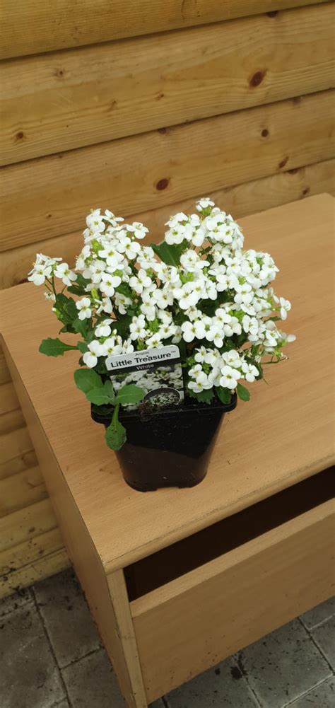 Arabis White Beechmount Garden Centre