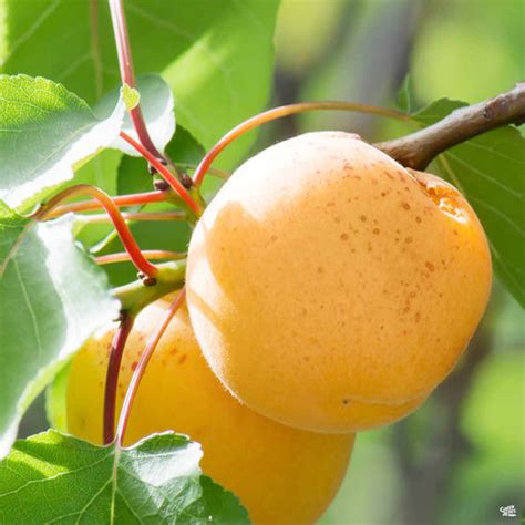 Apricot Trees — Green Acres Nursery And Supply