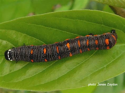 Noctuid Caterpillars Of North America Wildlife Insight