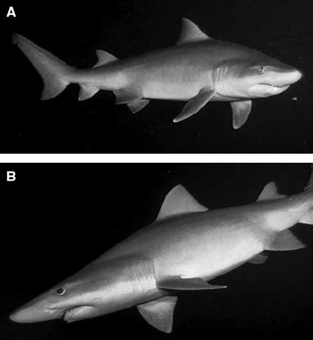 Photographs Of A Female 337 Cm Total Length Odontaspis Ferox From 348 M