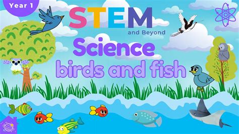 Birds And Fish Ks1 Year 1 Science Home Learning Youtube