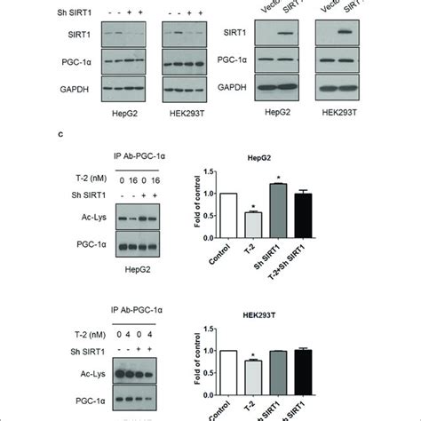 T 2 toxin induced PGC 1α deacetylation through SIRT1 A