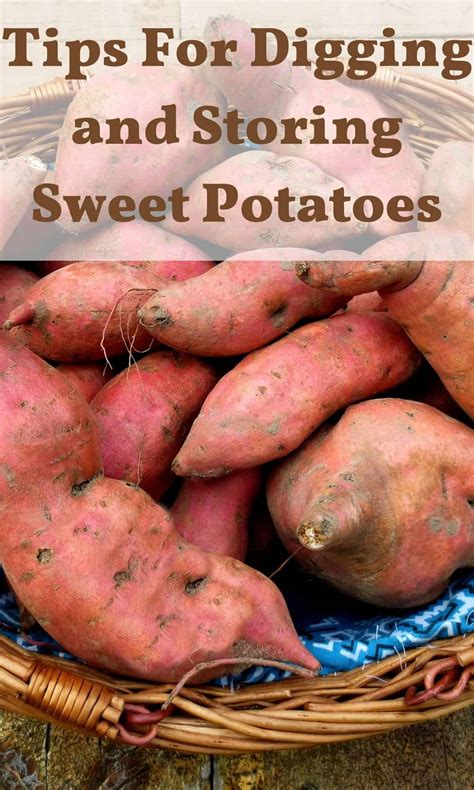 Best Tips For Digging And Storing Sweet Potatoes • The Farmer S Lamp