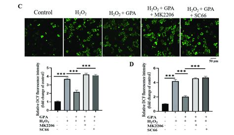 Effects of GPA and inhibition of AKT on phosphorylation of AKT and ... 