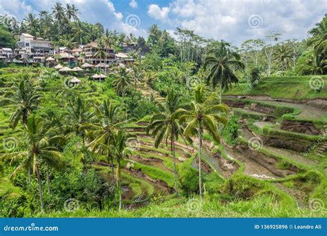 De Rijstterrassen Van Het Tegallalangdorp In Bali Ubud Stock Foto