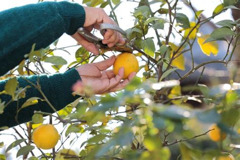 How To Prune Lemon Trees — Better Homes And Gardens Australia Prune Lemon Tree Meyer Lemon Tree