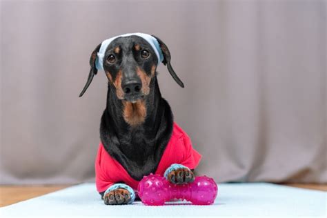 Our Blog Dupont Veterinary Clinic