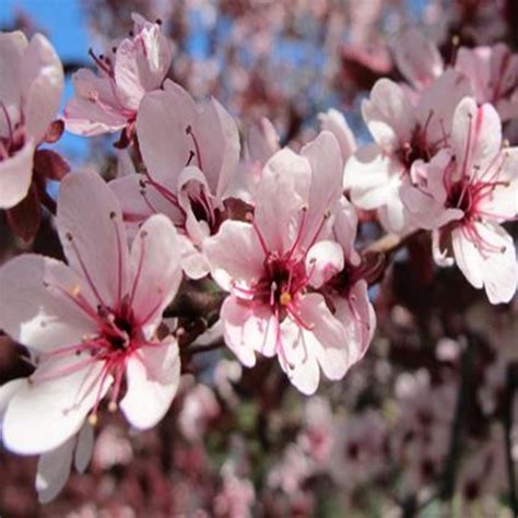 Purpleleaf Sand Cherry Prunus Cistena Wilno S Twig Farm Online