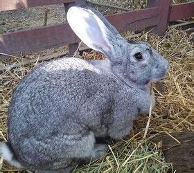 Giant Chinchilla Rabbit Colors