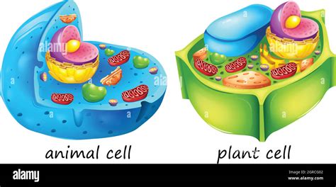 Tierische Und Pflanzliche Zellen Stock Vektorgrafik Alamy