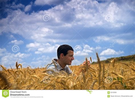 Fazendeiro Em Um Campo De Trigo Imagem De Stock Imagem De Campo